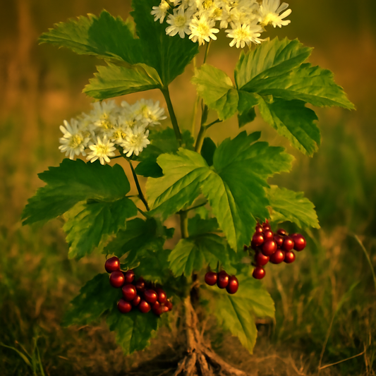 Cramp bark, powder, wild crafted - plant in natural habitat - Nayora Vital