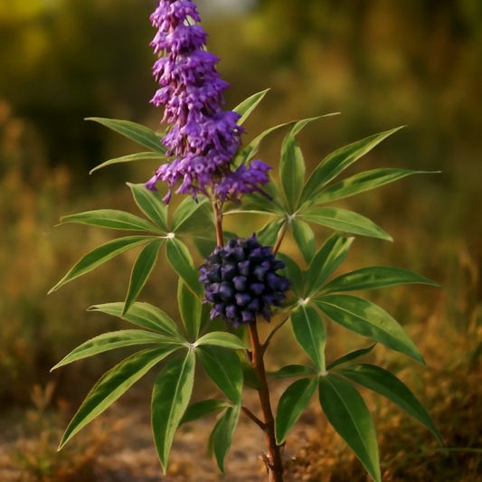 Chaste berry, powder - plant in natural habitat - Nayora Vital