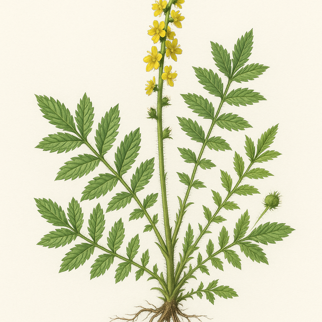 Agrimony herb, c/s - Nayora Vital