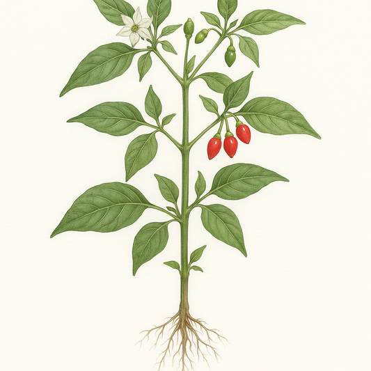 African bird pepper (90M HU), powder - Nayora Vital