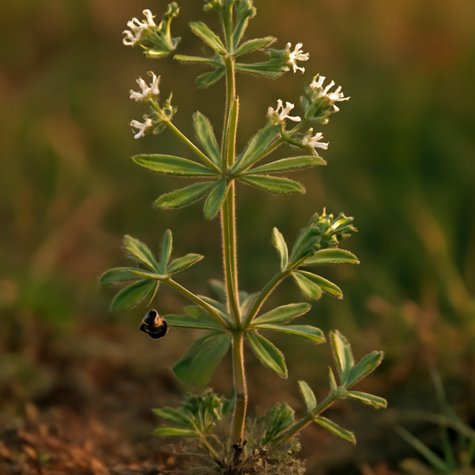 Cleavers herb, powder - plant in natural habitat - Nayora Vital