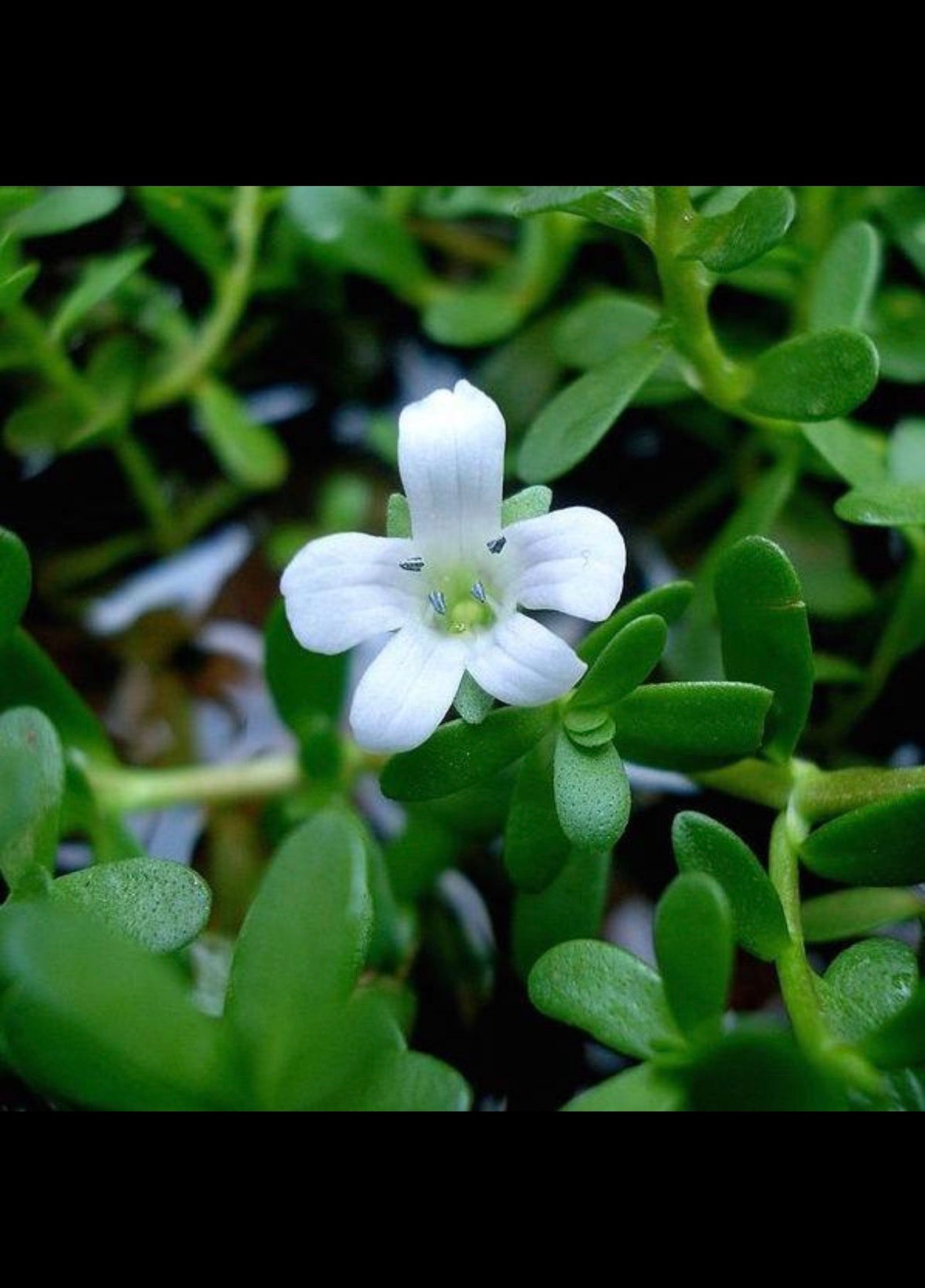 Nayora Vital - Bacopa monnieri powder | 8oz